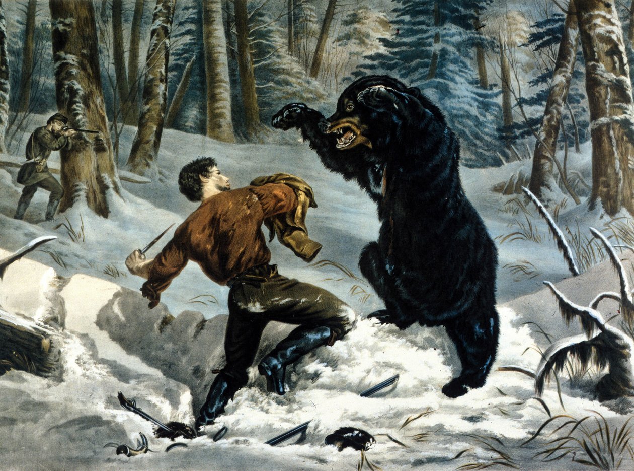 Życie Traperów (Profesjonalni Łowcy) w Kanadzie: Łowca zostaje zaatakowany przez Niedźwiedzia Grizzly. Ilustracja autorstwa Yvesa i Curriera. autorstwa Currier and Ives