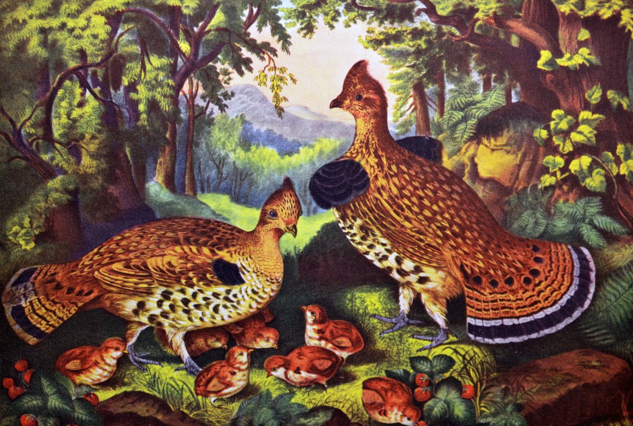 Szczęśliwa rodzina, cietrzew i młode autorstwa N. and Ives, J.M. Currier