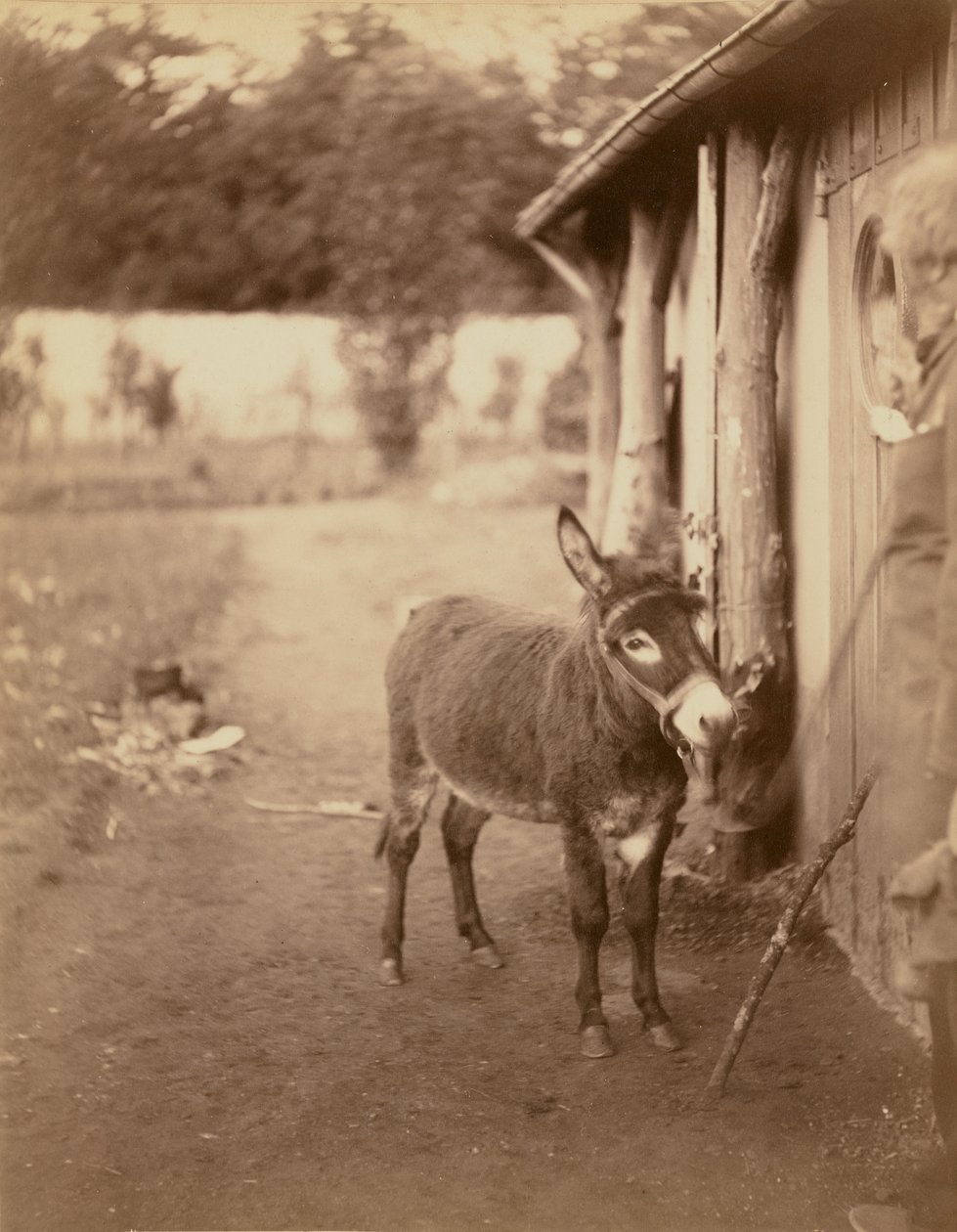 Sénart, osioł Biribi autorstwa Nadar [Gaspard Félix Tournachon]