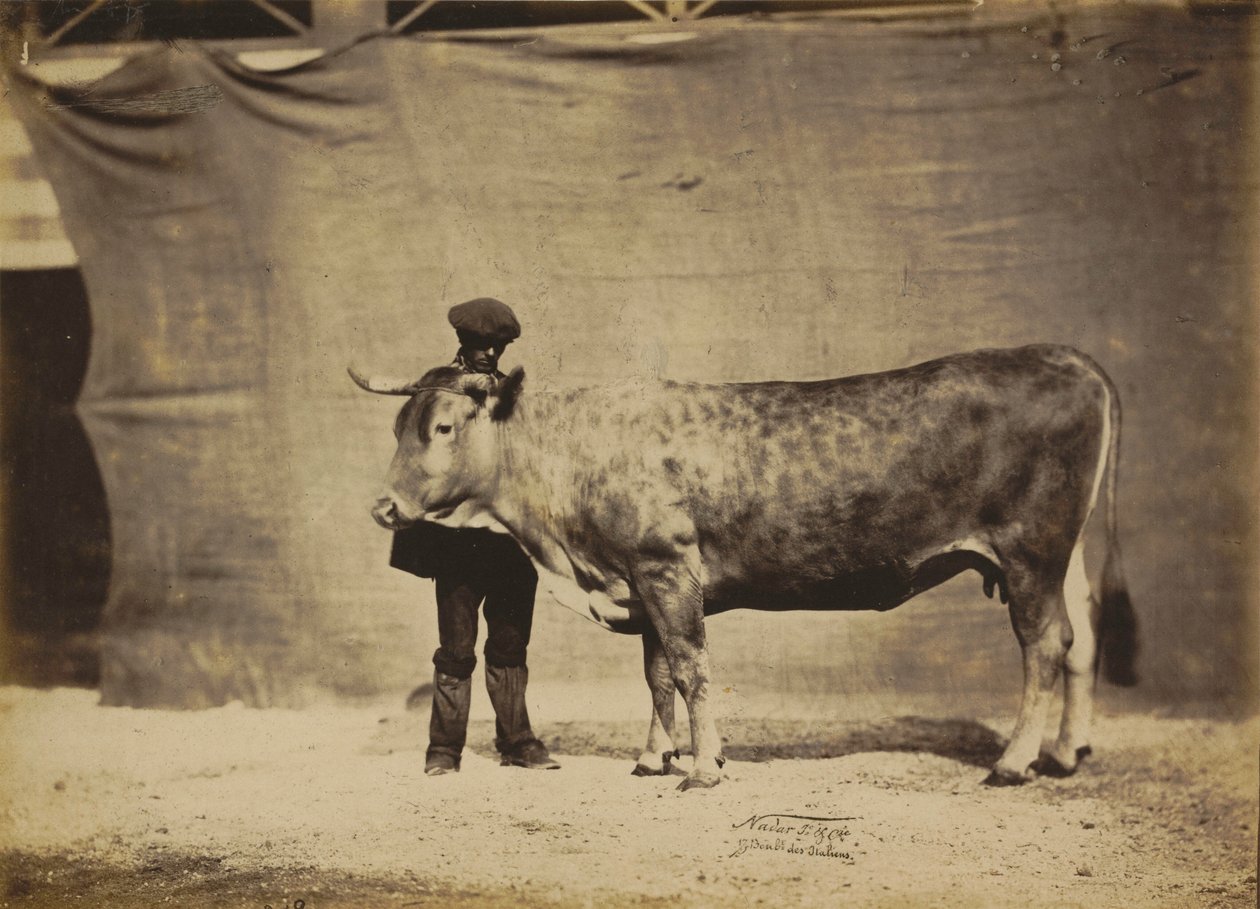 Krowa rasy Garonnaise w wieku od 5 do 6 lat, 1856 r. (zdjęcie) autorstwa Nadar Jeune (1825 1903)