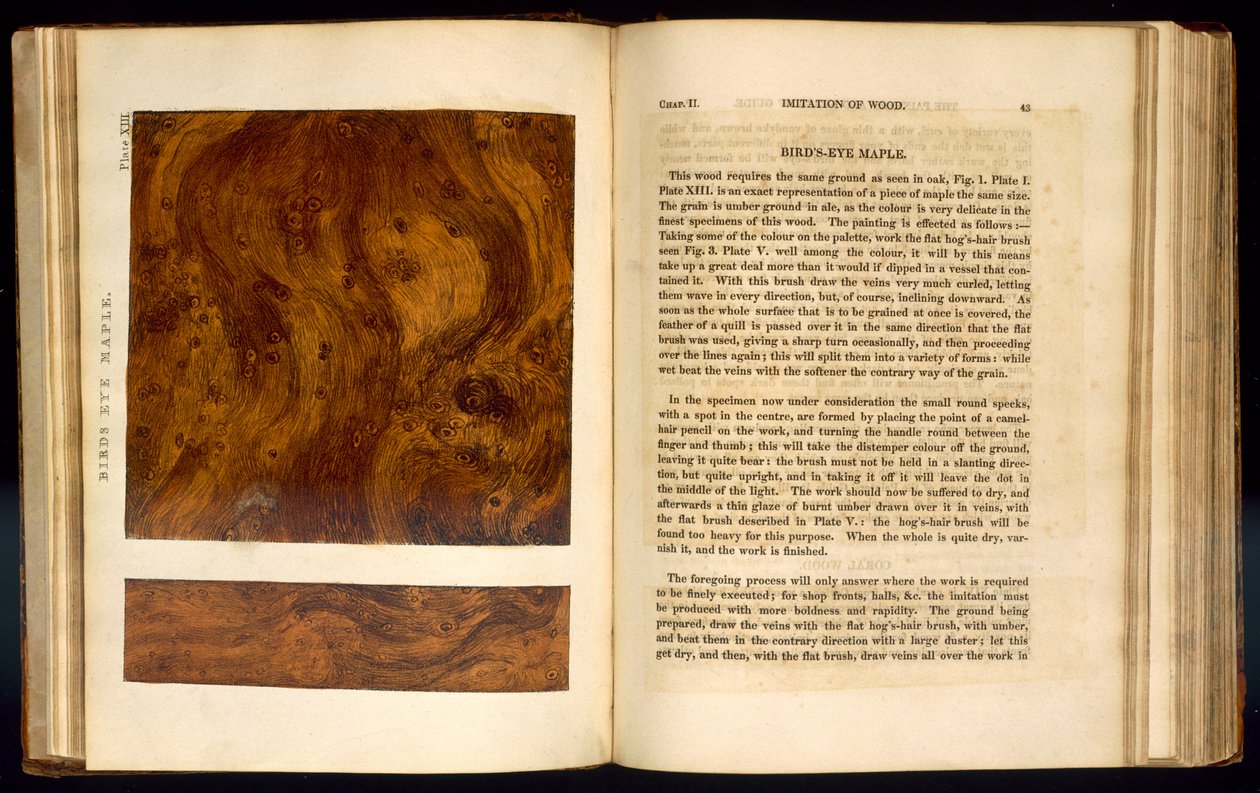 Klon Birds Eye, płyta XIII z „Imitacja drewna”, 1827 autorstwa Nathaniel Whittock
