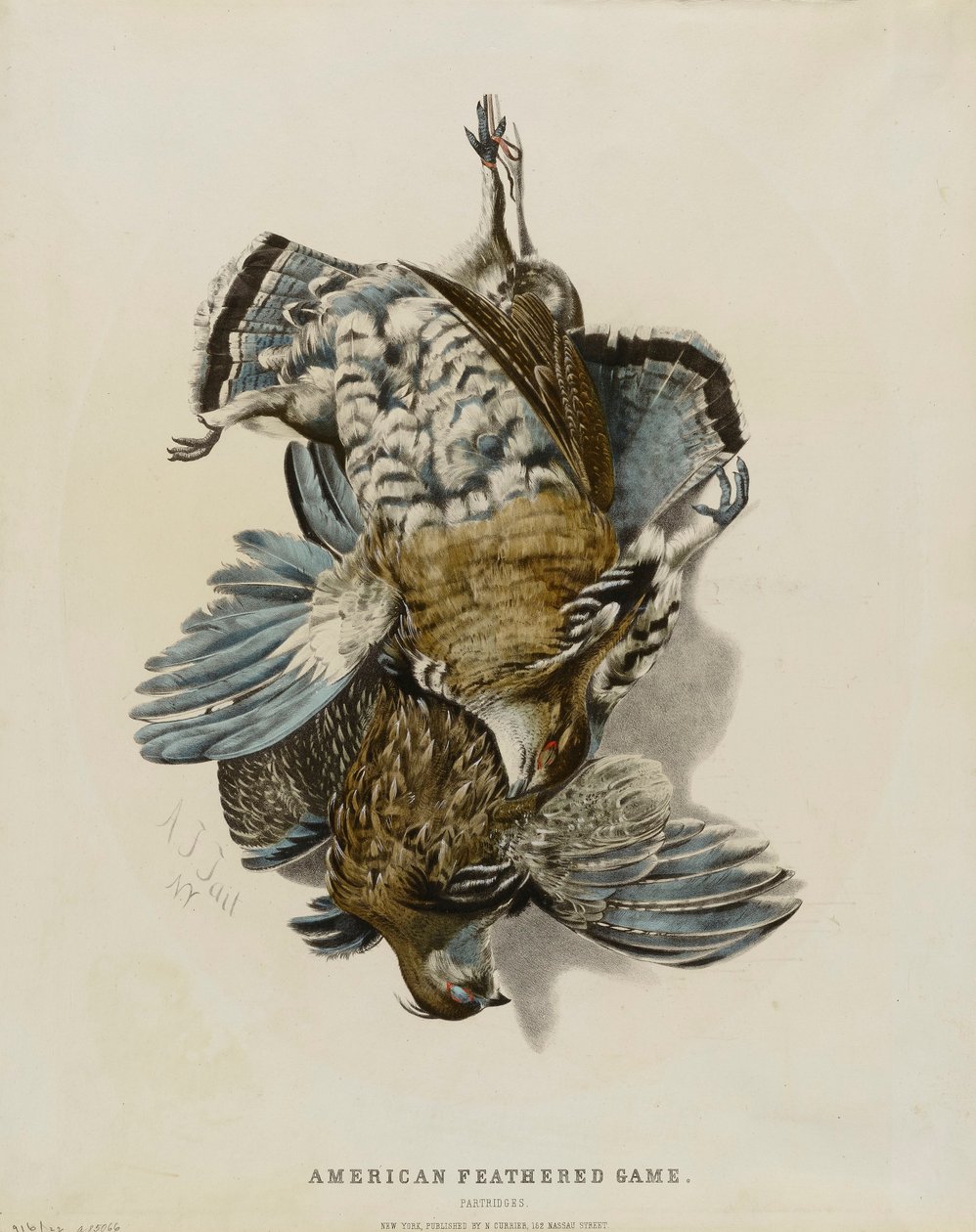 Amerykańskie ptaki łowne - naboje autorstwa Nathaniel Currier