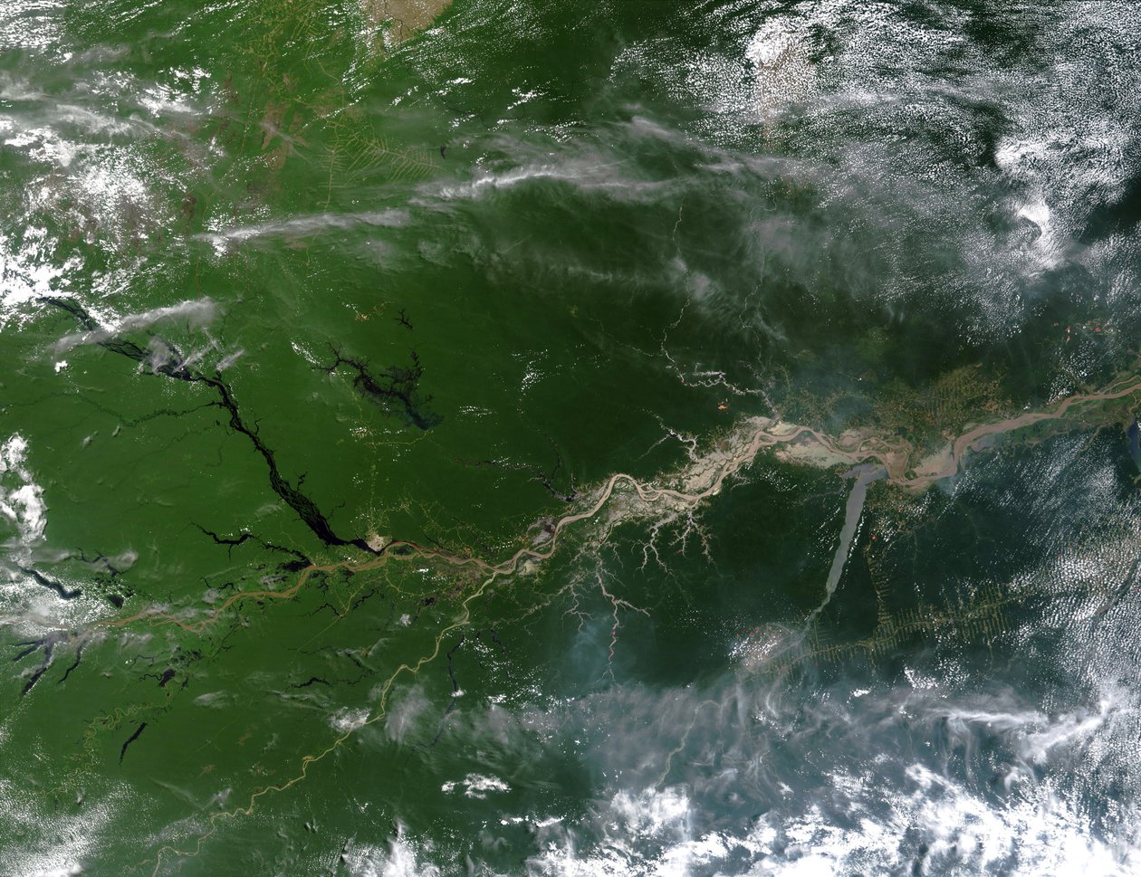 Obraz satelitarny rzeki Amazon w prawdziwych kolorach, w dół której płynie jedna piąta wód rzeki wpływających do ziemskich oceanów. Źródło: NASA. Ameryka Południowa Nauka Geografia autorstwa National Aeronautics and Space Administration National Aeronautics and Space Administration