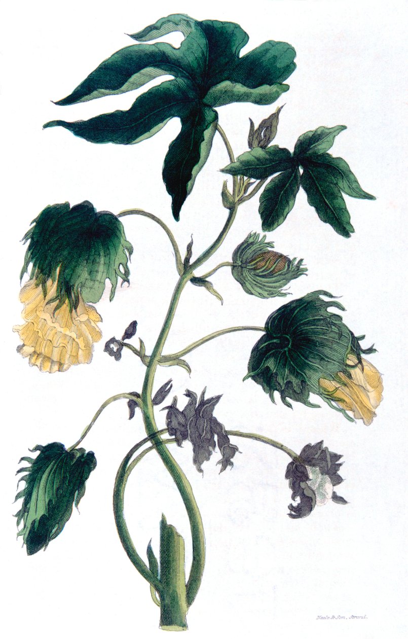 Gossypium - roślina bawełny, 1823 autorstwa Neale and Son