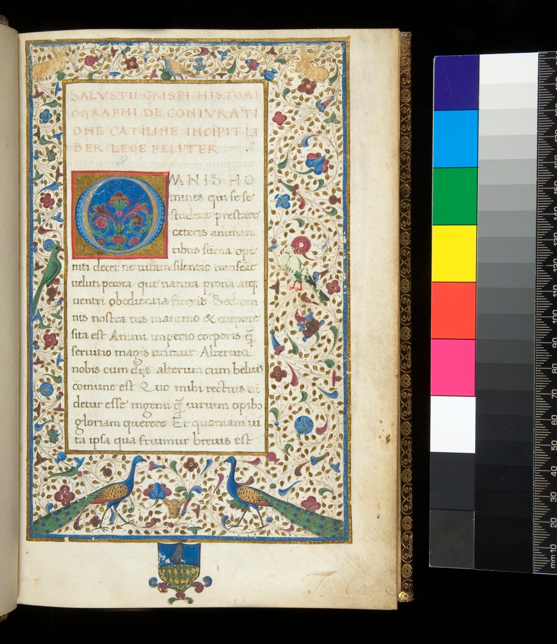 Ms 336. Sallust, Catilina i Jugurtha, f.1r. Pełna oświetlona ramka z pawiami, królikami, zielonymi papużkami i gołębiem autorstwa Neapolitan School
