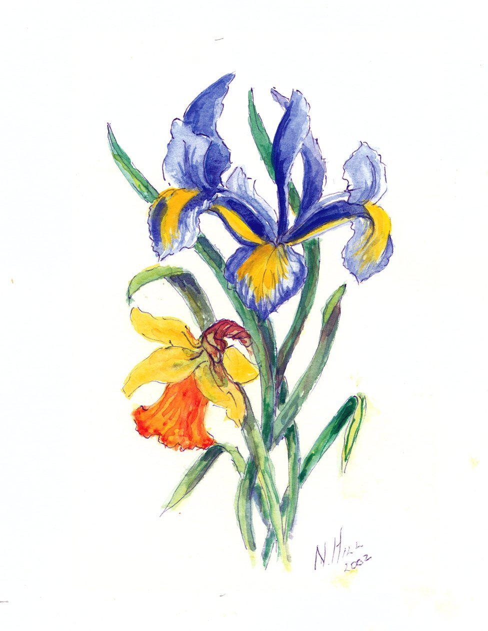 Niebieska tęczówka i żonkil, 2002 (wc na papierze) autorstwa Nell Hill