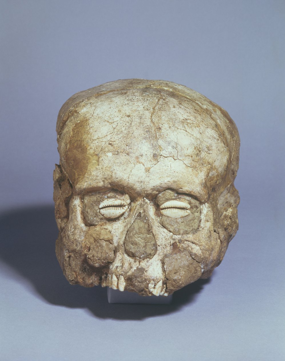 Portret czaszki z oczami w kształcie muszli kauri, Jerycho, ok. VII tysiąclecie pne (czaszka, gips i muszla) autorstwa Neolithic