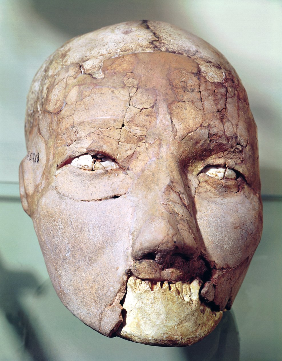 Czaszka z Jerycha, 7000-6000 pne (gips, kość i muszle) autorstwa Neolithic