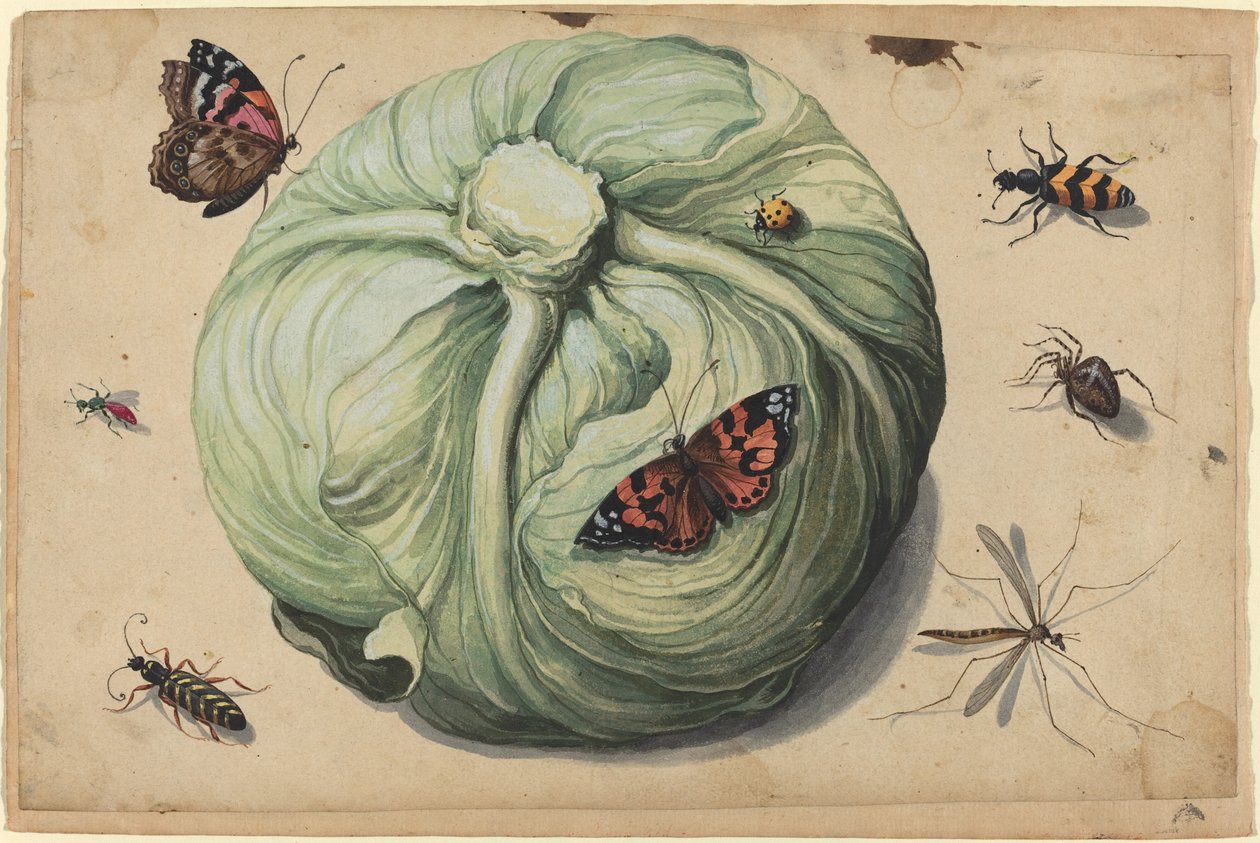 Głowa kapusty z owadami autorstwa Netherlandish 17th Century