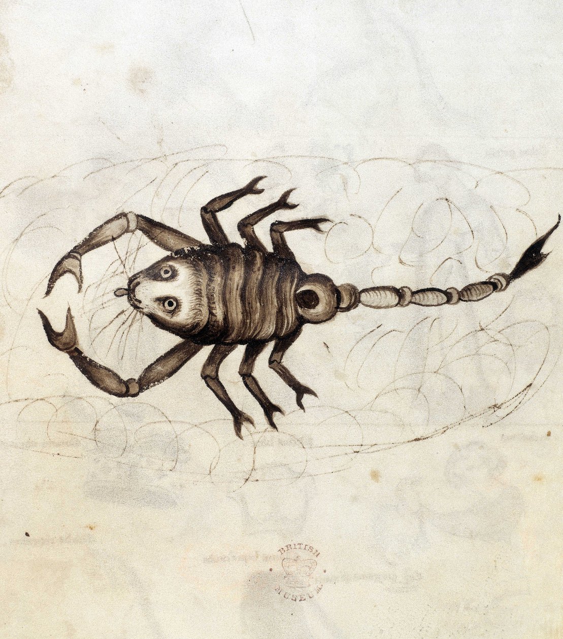 Sloane 3983. Folio nr: 23 Znak zodiaku Skorpion (welum) autorstwa Netherlandish School