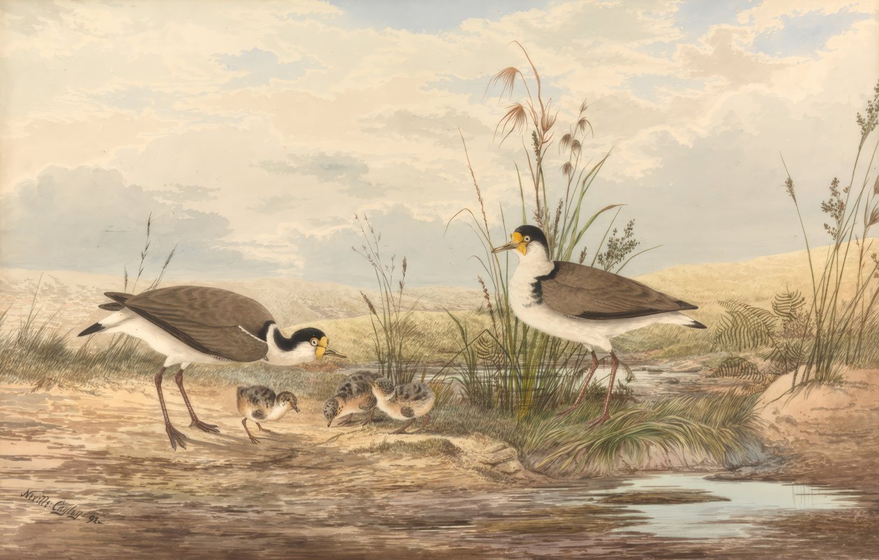 Maskenkiebitz, Vanellus mil autorstwa Neville Henry Cayley