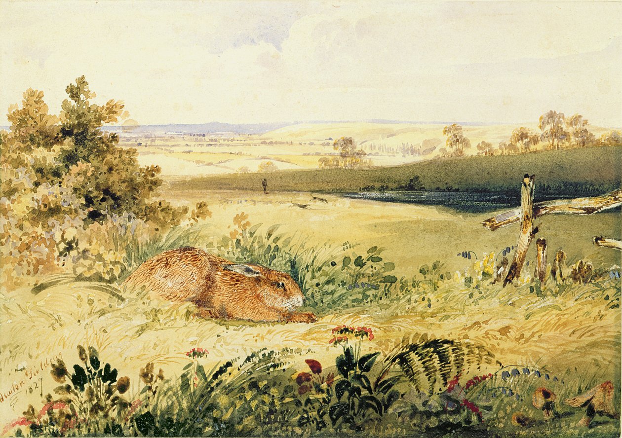 Zając w krajobrazie, 1827 (wc w kolorze nadwozia, guma arabska i grafit na papierze) autorstwa Newton Fielding