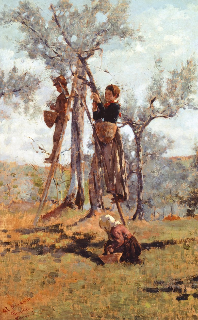 Zbiory oliwek, ok. 1892 r. (olej na płótnie) autorstwa Niccolo Cannicci