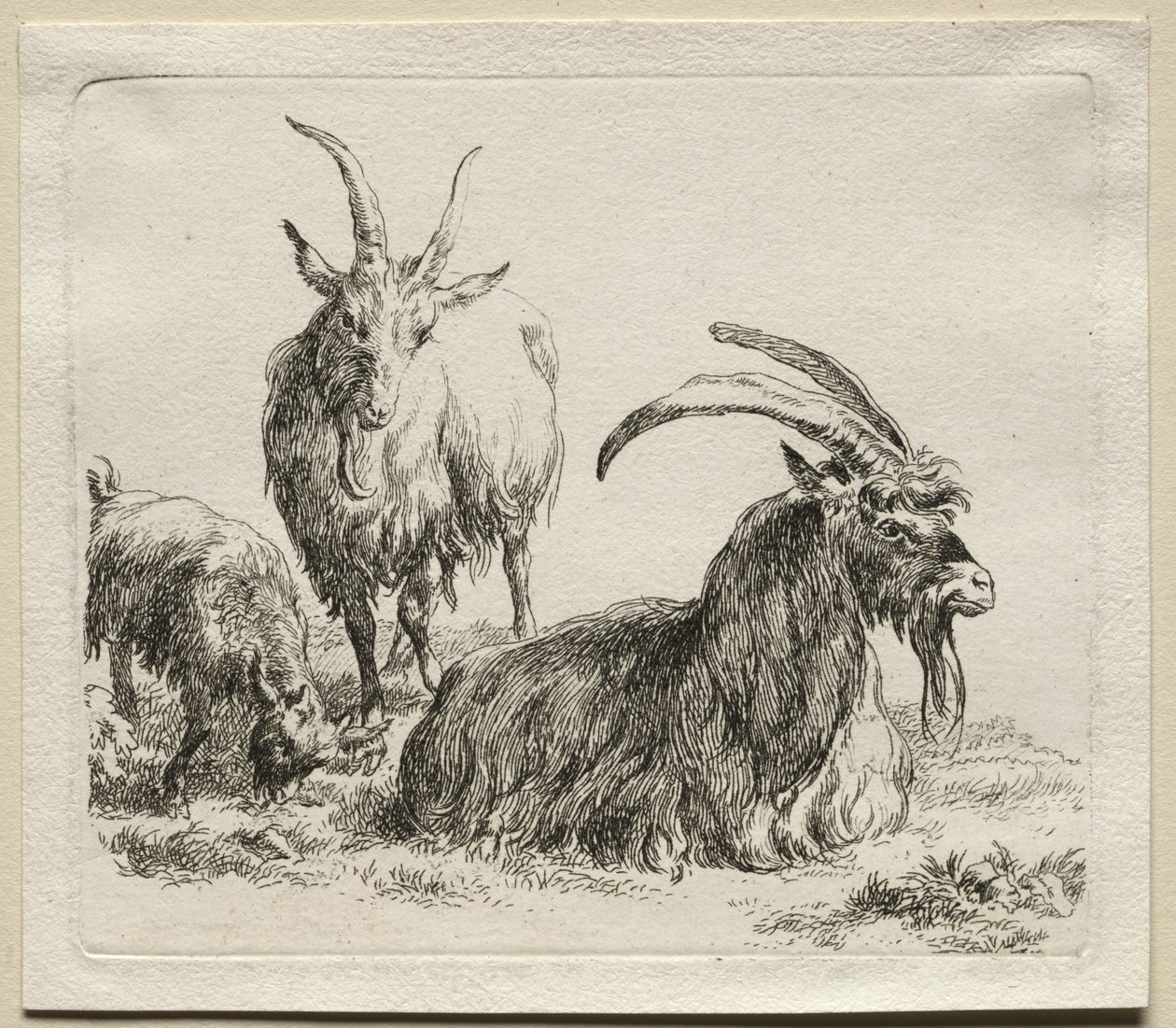Animalia: trzy kozy autorstwa Nicolaes Berchem