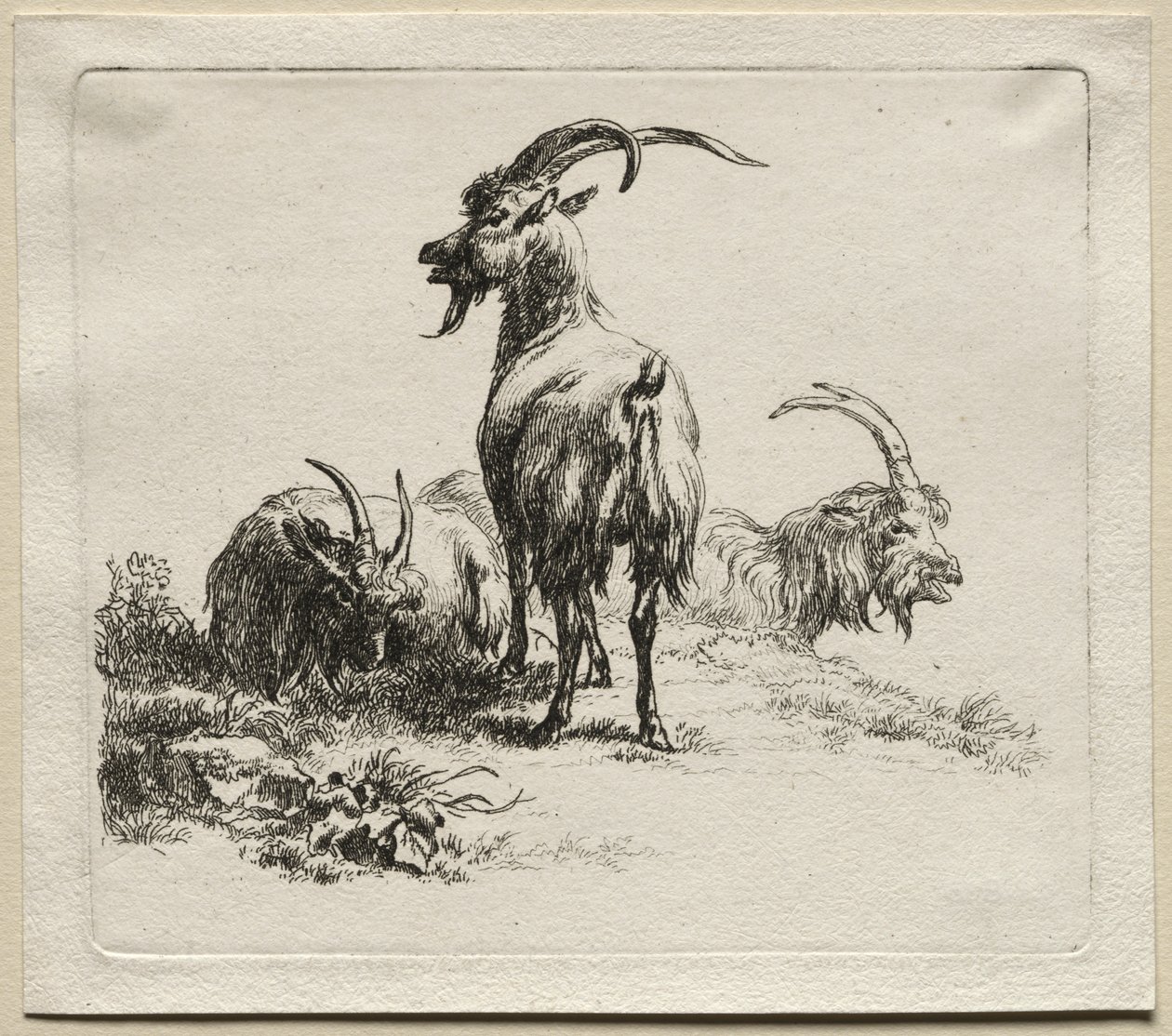 Animalia: trzy kozy autorstwa Nicolaes Berchem