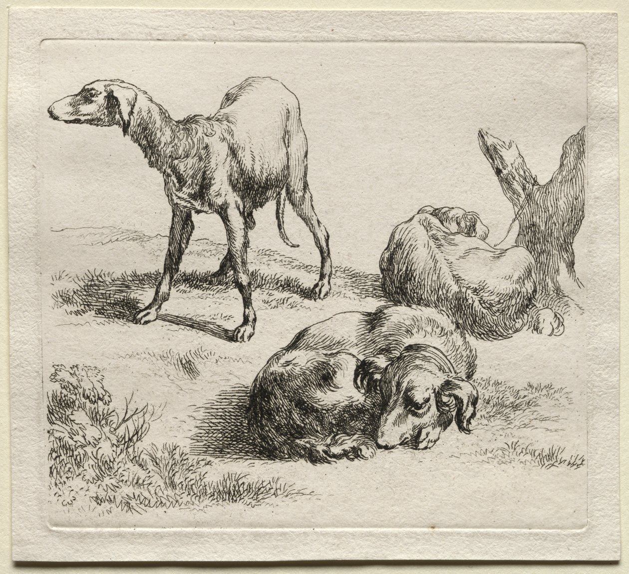 Animalia: trzy psy myśliwskie autorstwa Nicolaes Berchem