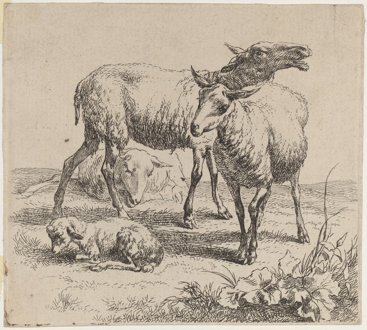 Trzy owce i baranek. autorstwa Nicolaes Berchem