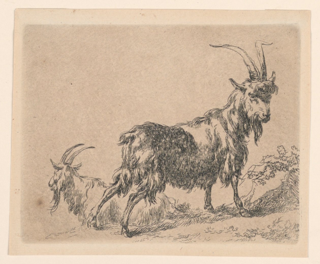 Dwie kozy z „Animalia” Berchema (Zwierzęta) autorstwa Nicolaes Berchem