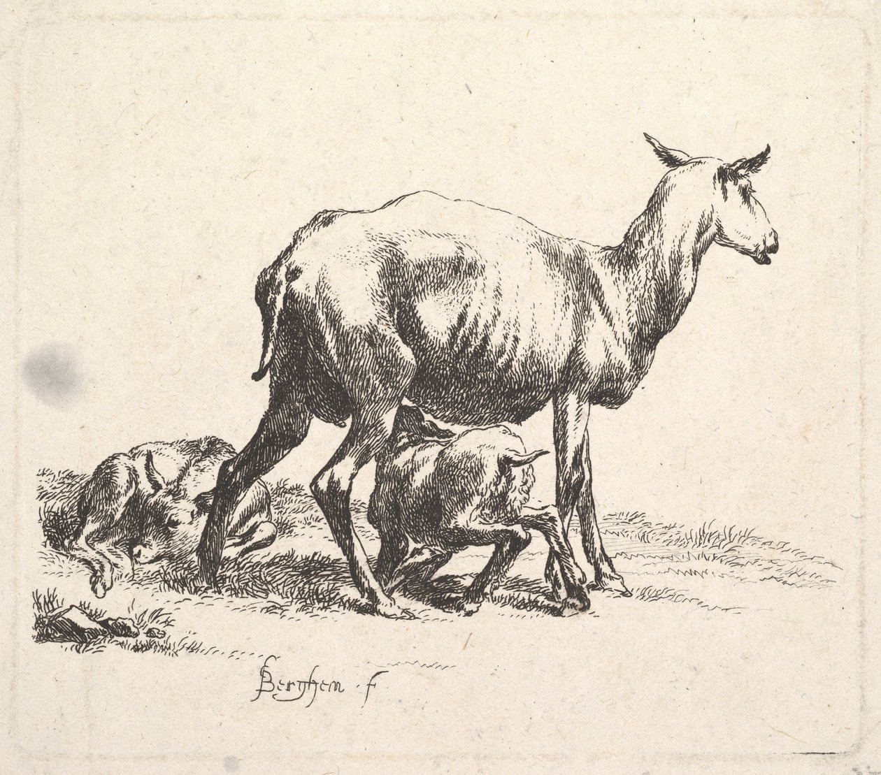 Owce z jagnięciną. autorstwa Nicolaes Pietersz. Berchem