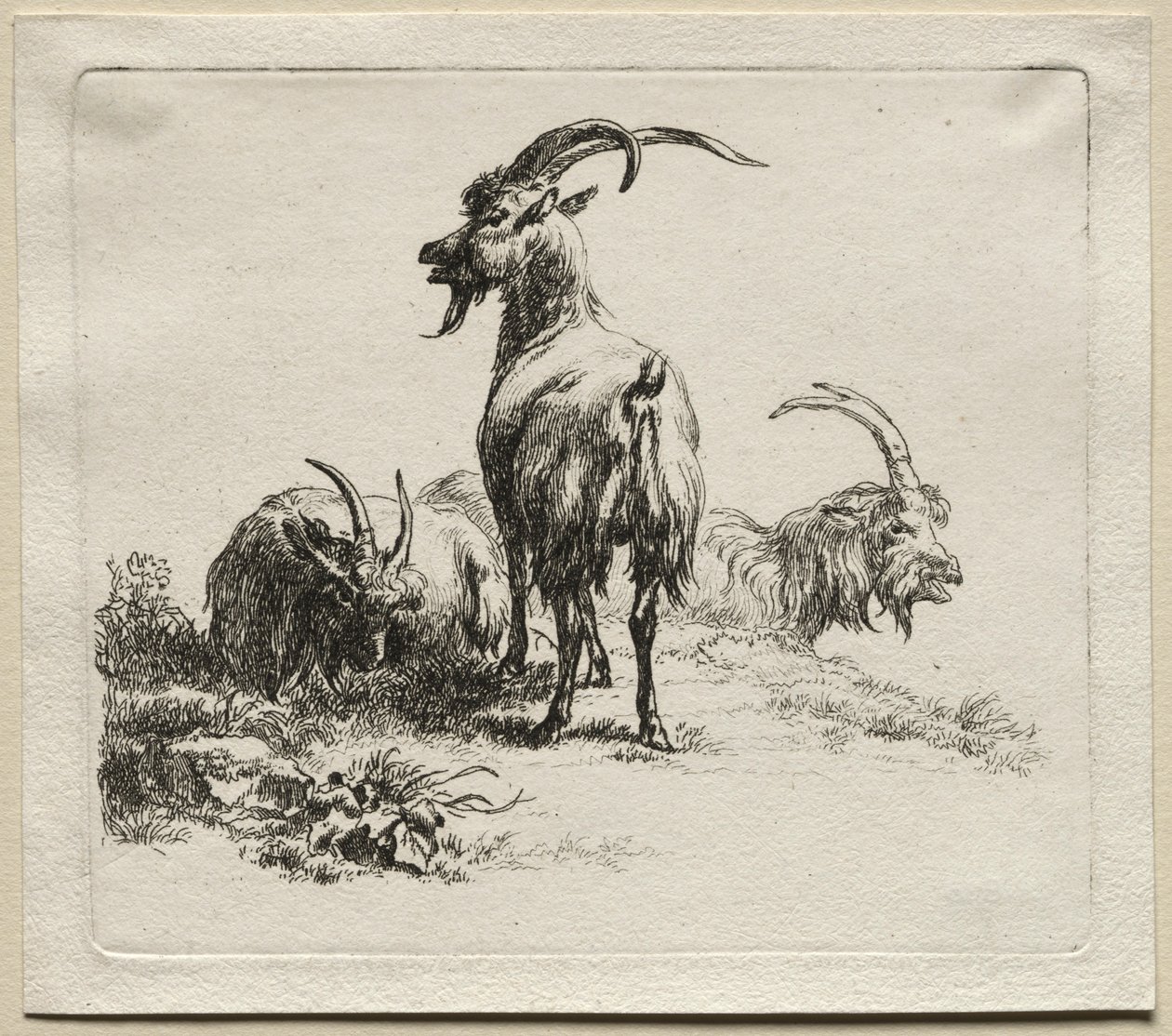 Trzy kozy. autorstwa Nicolaes Pietersz. Berchem