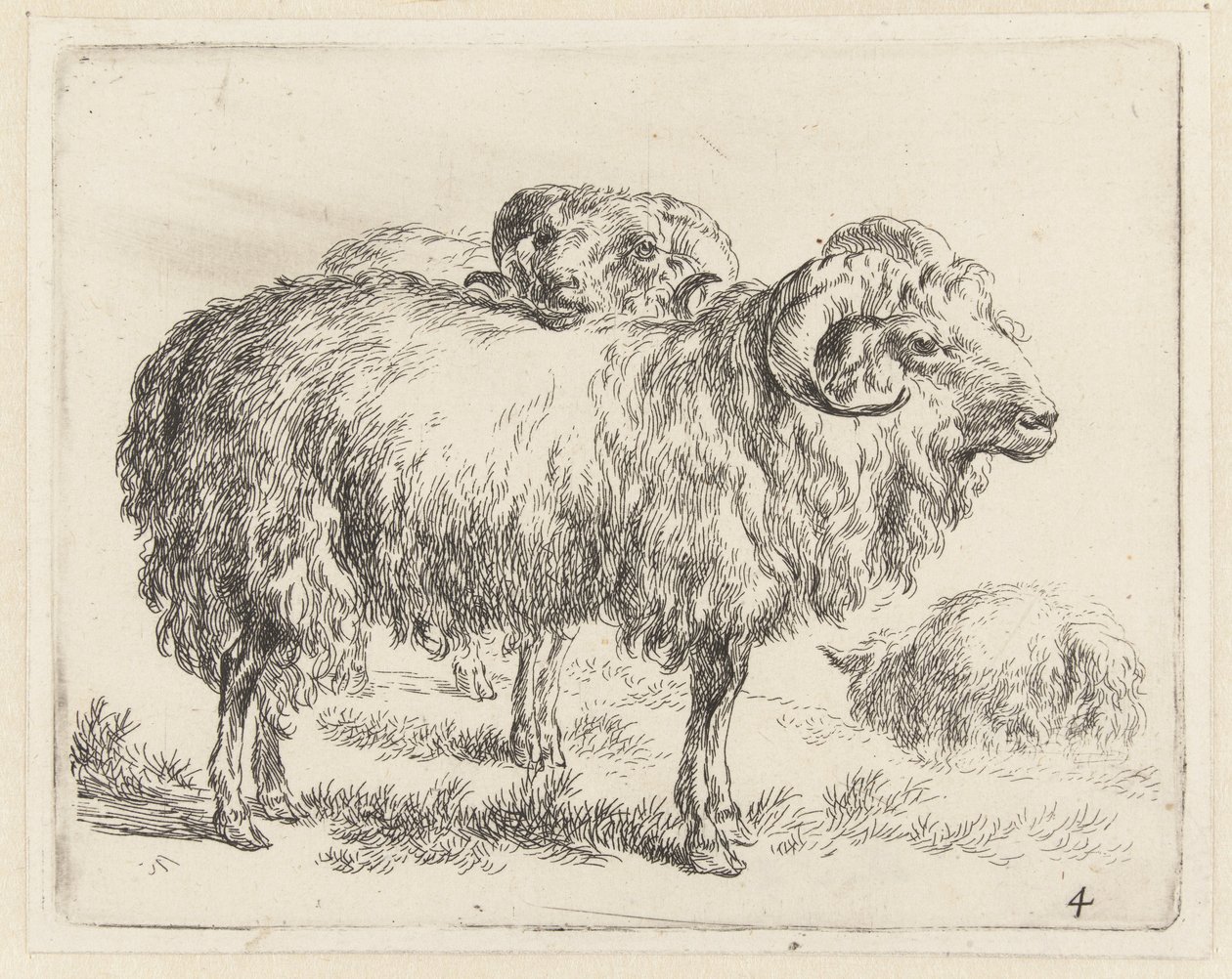 Twee rammen en een schaap Schapen (tytuł serii) Zwierzęta ożywione i wydrukowane w wodzie mocnym powietrzem przez Pracownię i Sztuka Nicolai Berchem (tytuł serii) autorstwa Nicolaes Pietersz Berchem
