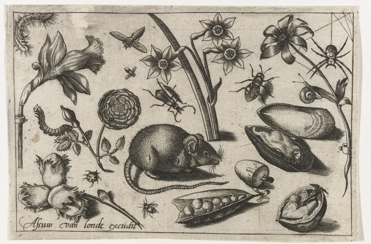 Kwiaty, mysz, owady i małż Ptaki, kwiaty, owady itp. (tytuł serii) autorstwa Nicolaes de Bruyn (possibly)