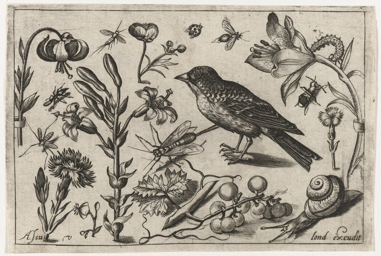 Kwiaty, ślimak i ptak Ptaki, kwiaty, owady itp. (tytuł serii) autorstwa Nicolaes de Bruyn (possibly)