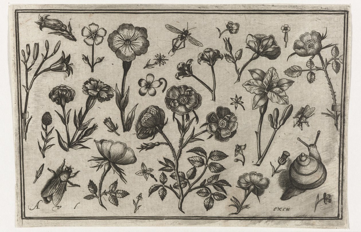 Kwiaty, mucha i ślimak Ptaki, kwiaty, owady itp. (tytuł serii) autorstwa Nicolaes de Bruyn (possibly)