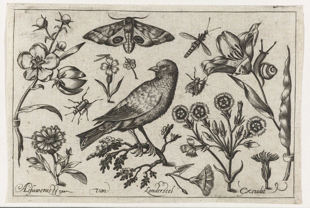 Kwiaty, owady, nocne pawie oko i wrona Ptaki, kwiaty, owady itp. (tytuł serii) autorstwa Nicolaes de Bruyn (possibly)