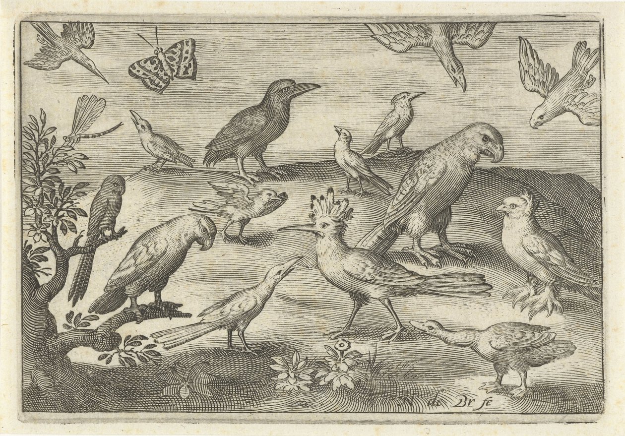 Chmiel i inne ptaki Ptaki i owady (tytuł serii) autorstwa Nicolaes de Bruyn