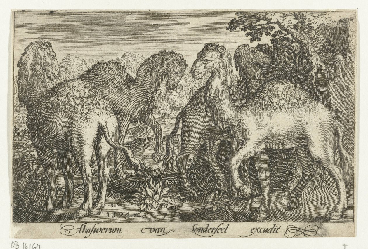 Cztery dromadery Animalivm qvadrvpedvm (tytuł serii) Zwierzęta w krajobrazach (tytuł serii) autorstwa Nicolaes de Bruyn