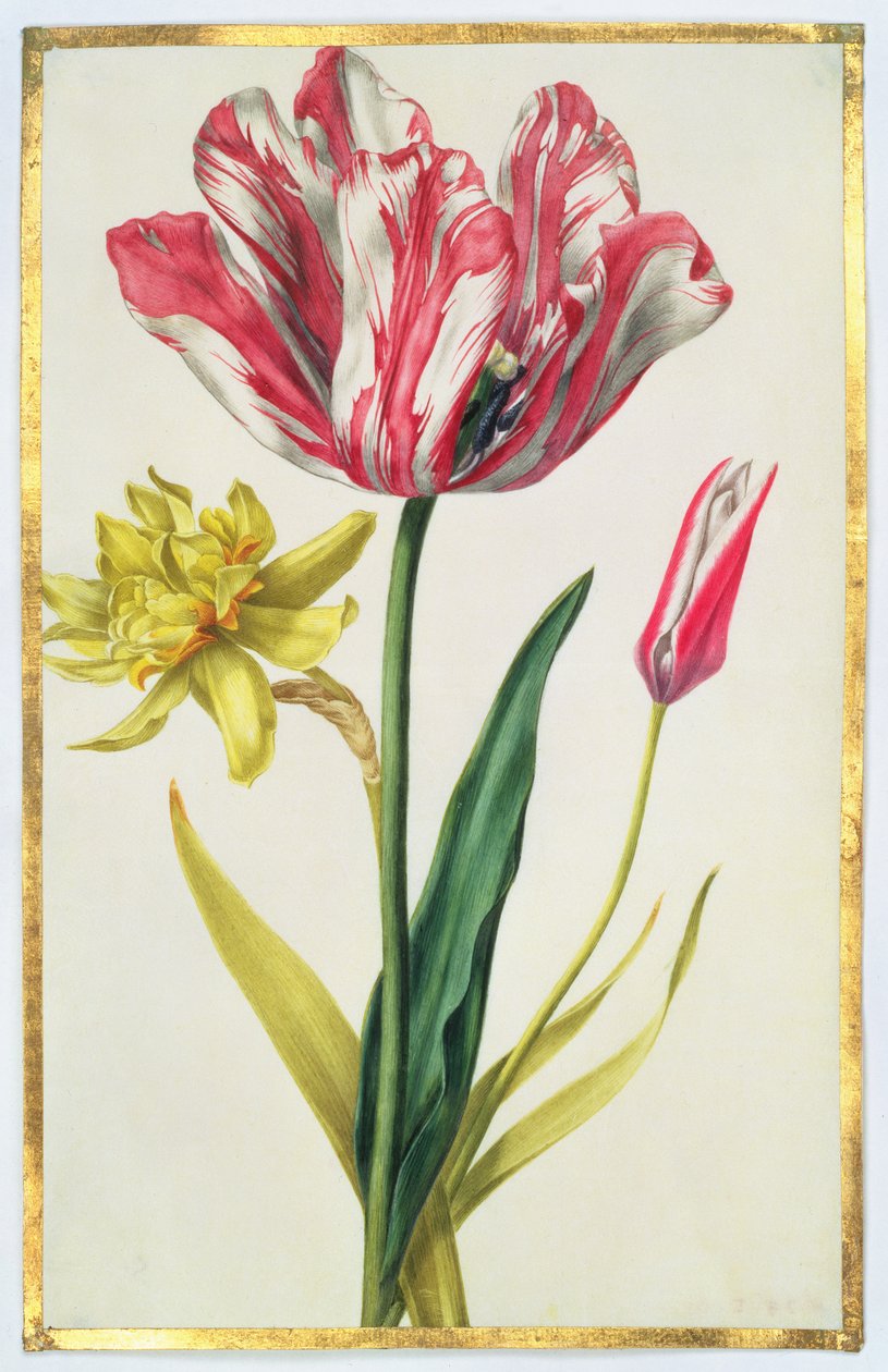 Żonkil i tulipan, ok. 1675 (gwasz na papierze welinowym) autorstwa Nicolas Robert