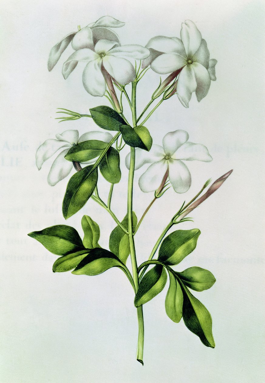 Fol.30 Jaśmin, z "La Guirlande de Julie", ok. 1642 r. autorstwa Nicolas Robert