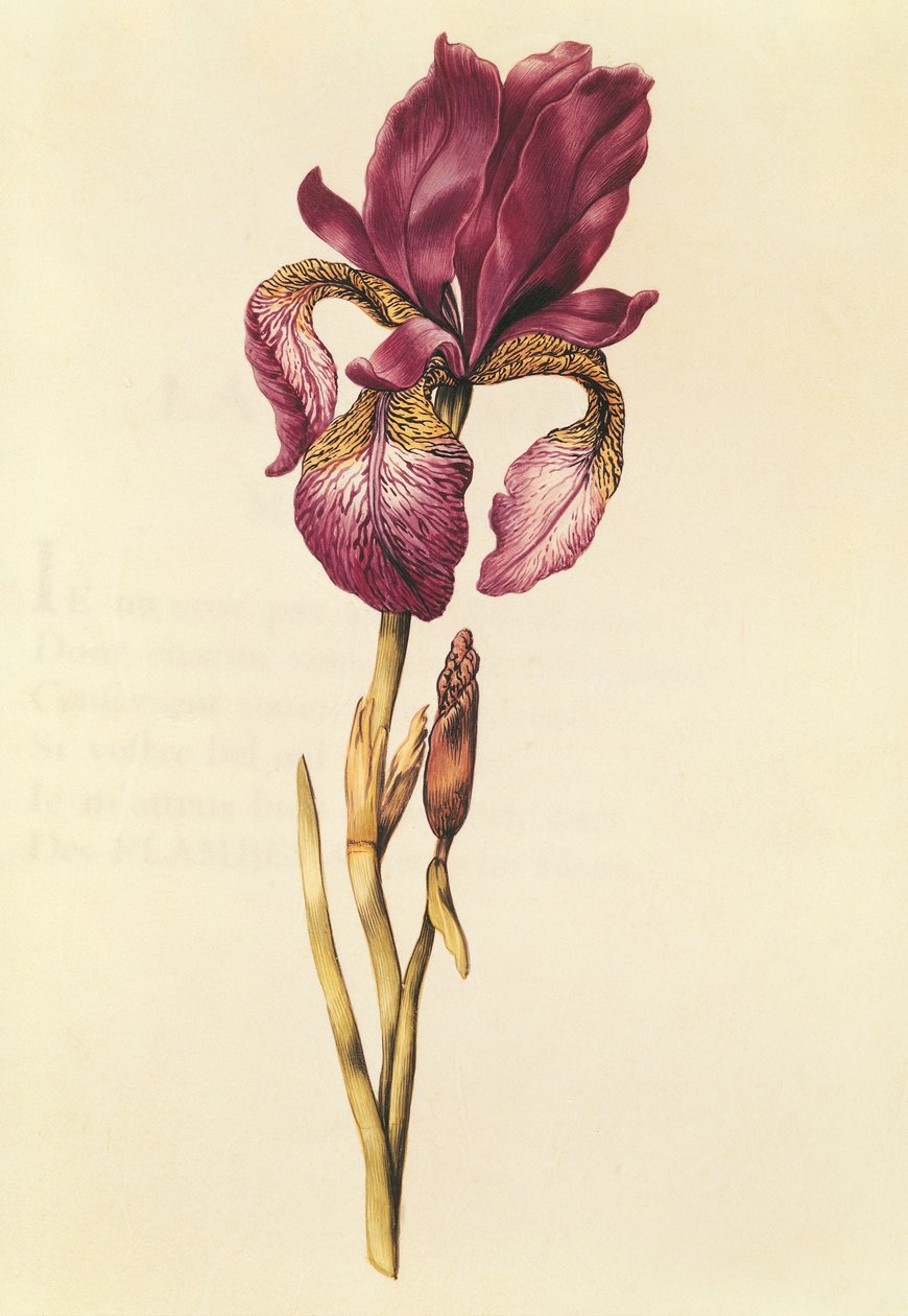 Iris, z „La Guirlande de Julie”, ok. 1642 (wc na welinie) autorstwa Nicolas Robert