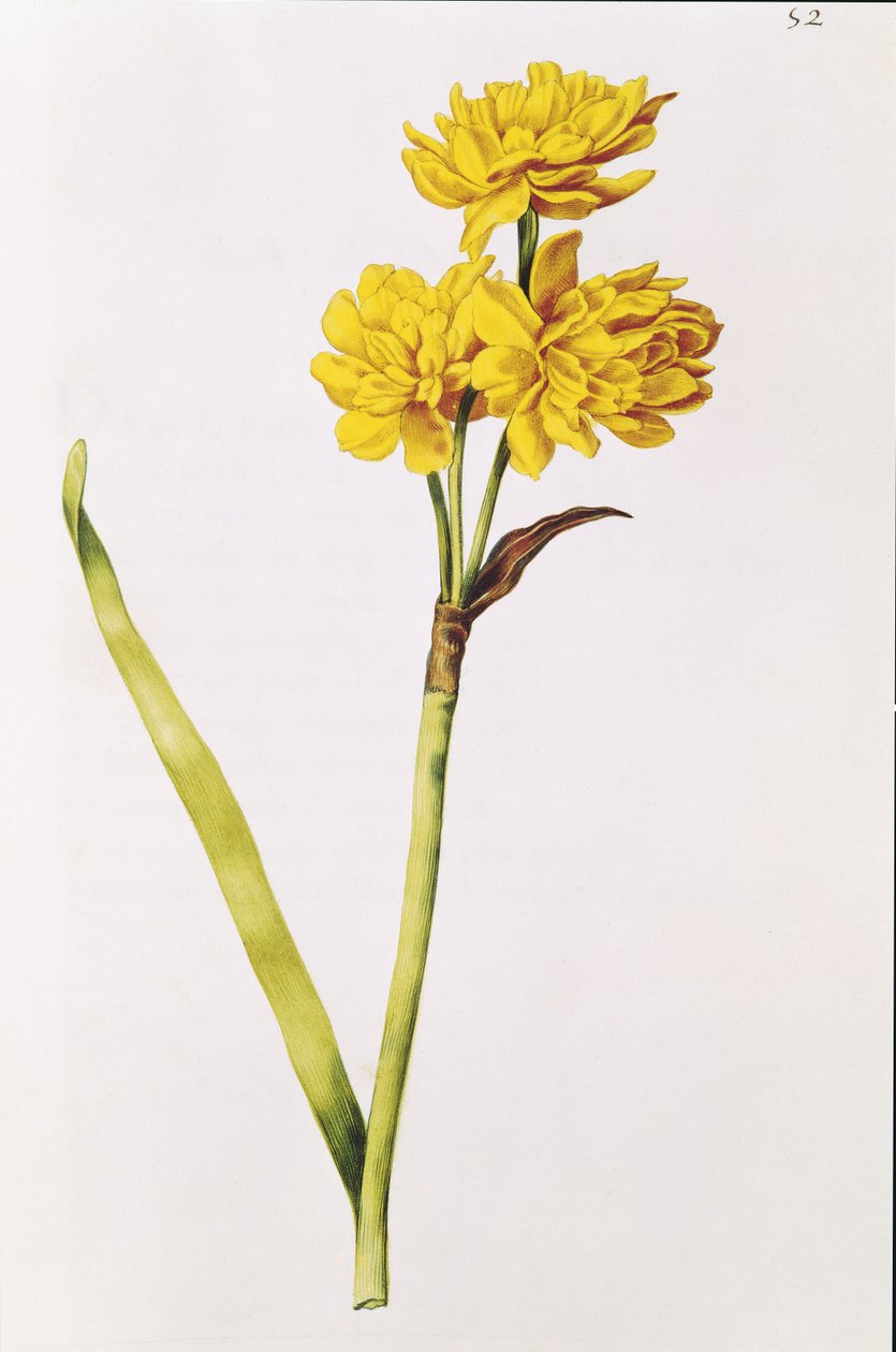 Jonquil, z „La Guirlande de Julie”, ok. 1642 (wc na welinie) autorstwa Nicolas Robert