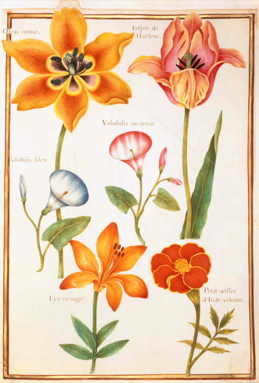 PD.109-1973.f26 Dwa tulipany, powój, Lilium Bulbiferum i nagietek francuski (wc na welinie) autorstwa Nicolas Robert