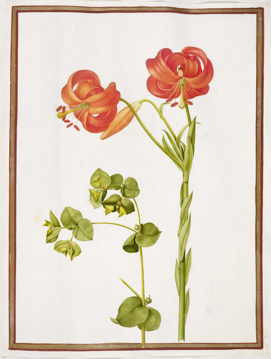 PD.109-1973.f9 (LtoR) Spurge i Lilium Chalcedonicum (wc na welinie) autorstwa Nicolas Robert