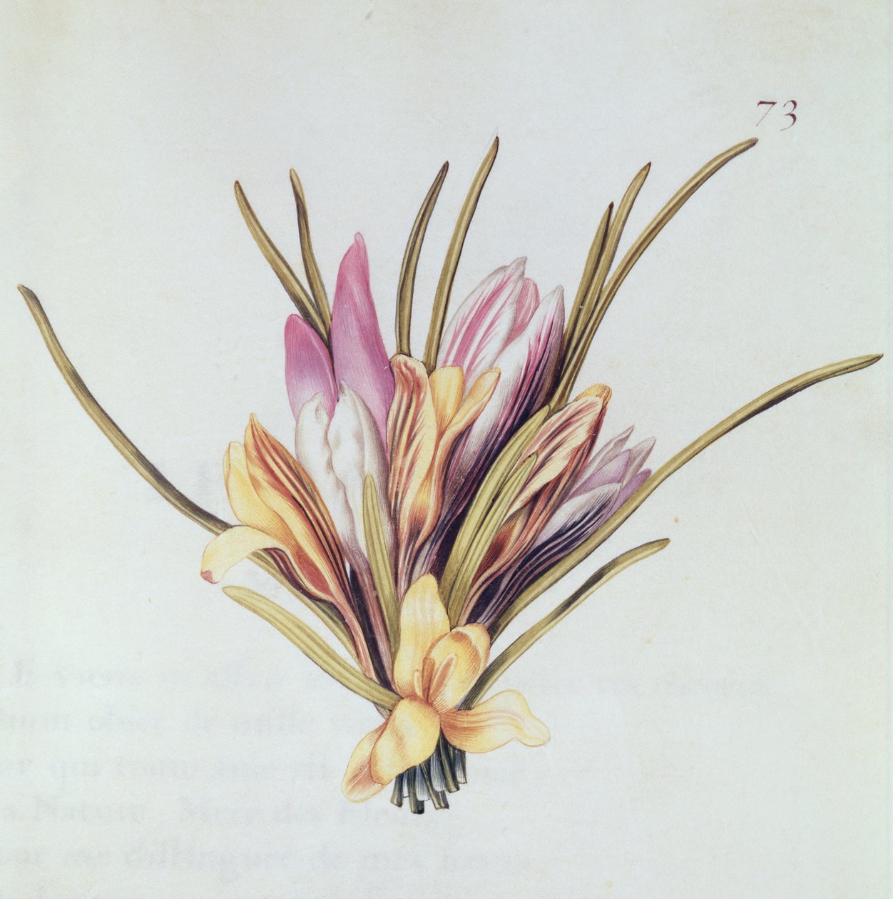 Szafran lub krokus z „La Guirlande de Julie”, ok. 1642 (wc na welinie) autorstwa Nicolas Robert