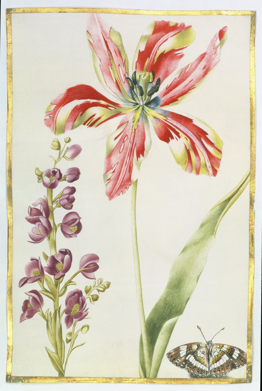Tulipan, Dyby i Motyl, ok. 1675 (gwasz na welinie) autorstwa Nicolas Robert
