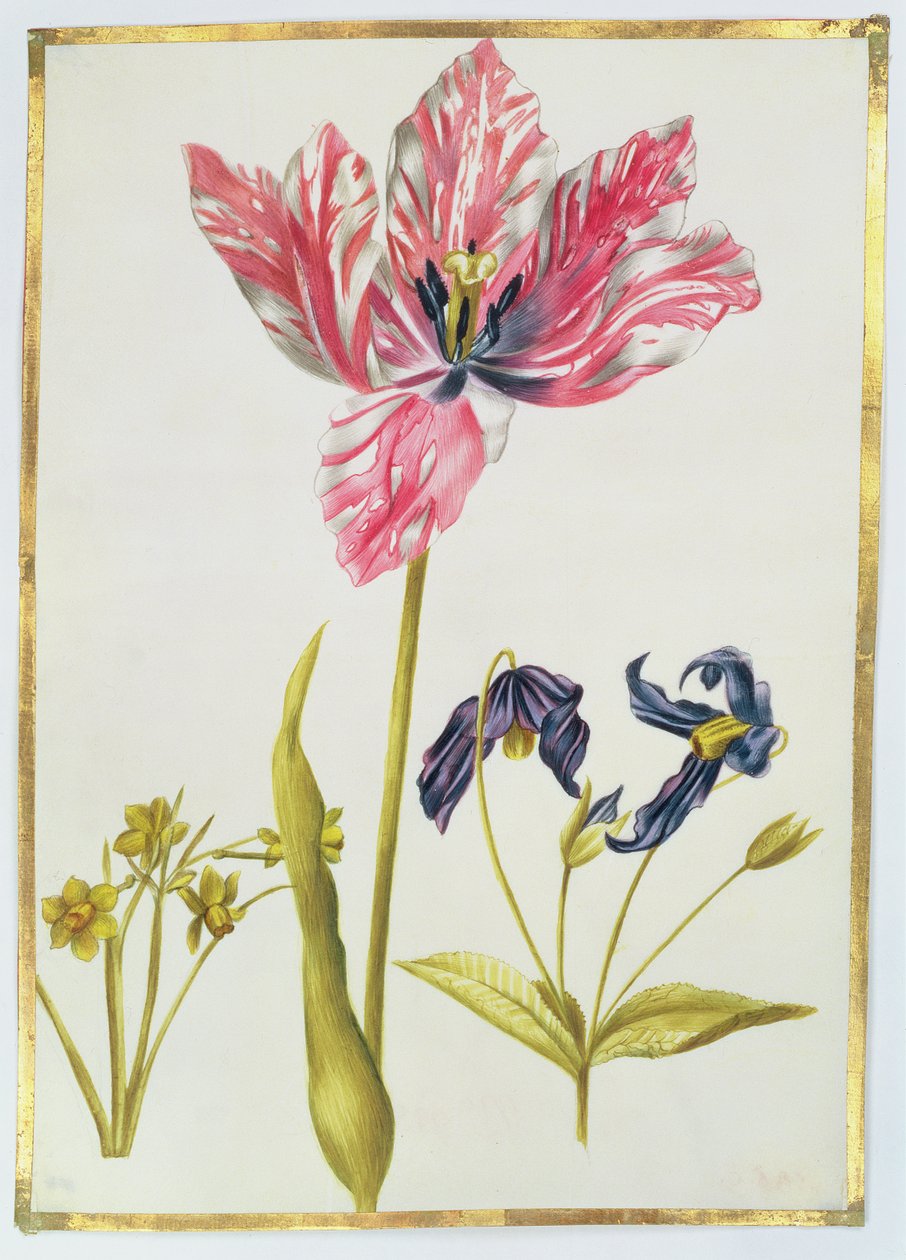 Tulipan i żonkil, c.1675 (gwasz na welinie) autorstwa Nicolas Robert