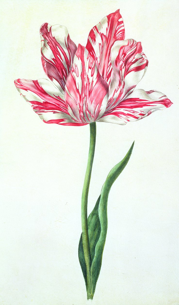 Tulipan, ok. 1675 (gwasz na pergaminie) autorstwa Nicolas Robert