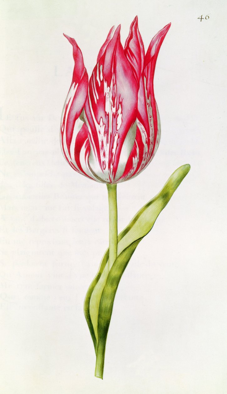 Tulipan, z „La Guirlande de Julie”, c.1642 autorstwa Nicolas Robert