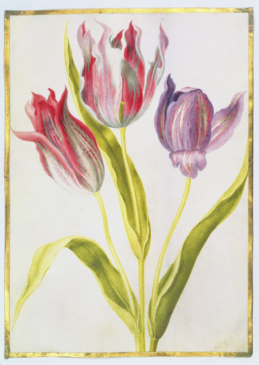 Tulipany, ok. 1675 (gwasz na pergaminie) autorstwa Nicolas Robert