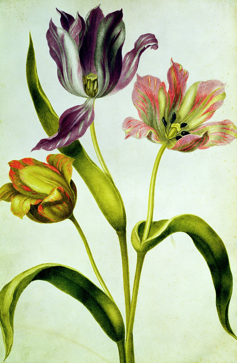Tulipany, c.1675 (gwasz na welinie) autorstwa Nicolas Robert