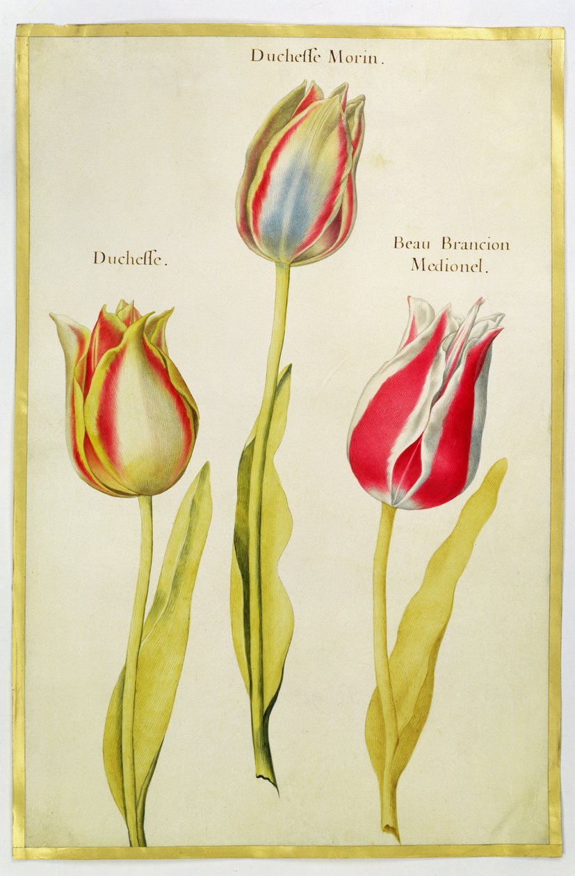 Tulipany, c.1675 (gwasz na welinie) autorstwa Nicolas Robert