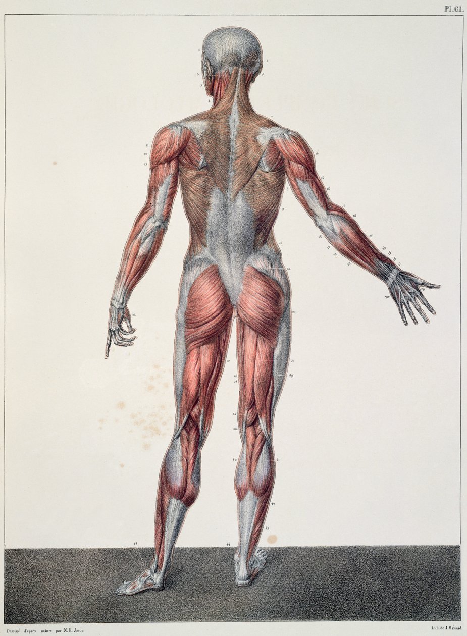 Anatomia ciała ludzkiego, z "Traite Complet d