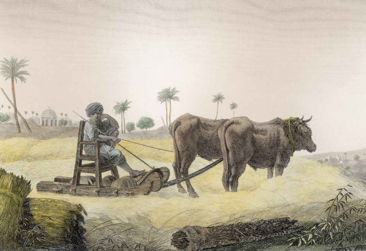 Zbieranie kukurydzy, z tomu II Sztuka i Zawody „Opis Egiptu”, wyd. pod rozkazami Napoleona, 1822 (późniejsze zabarwienie) autorstwa Nicolas Jacques Conte
