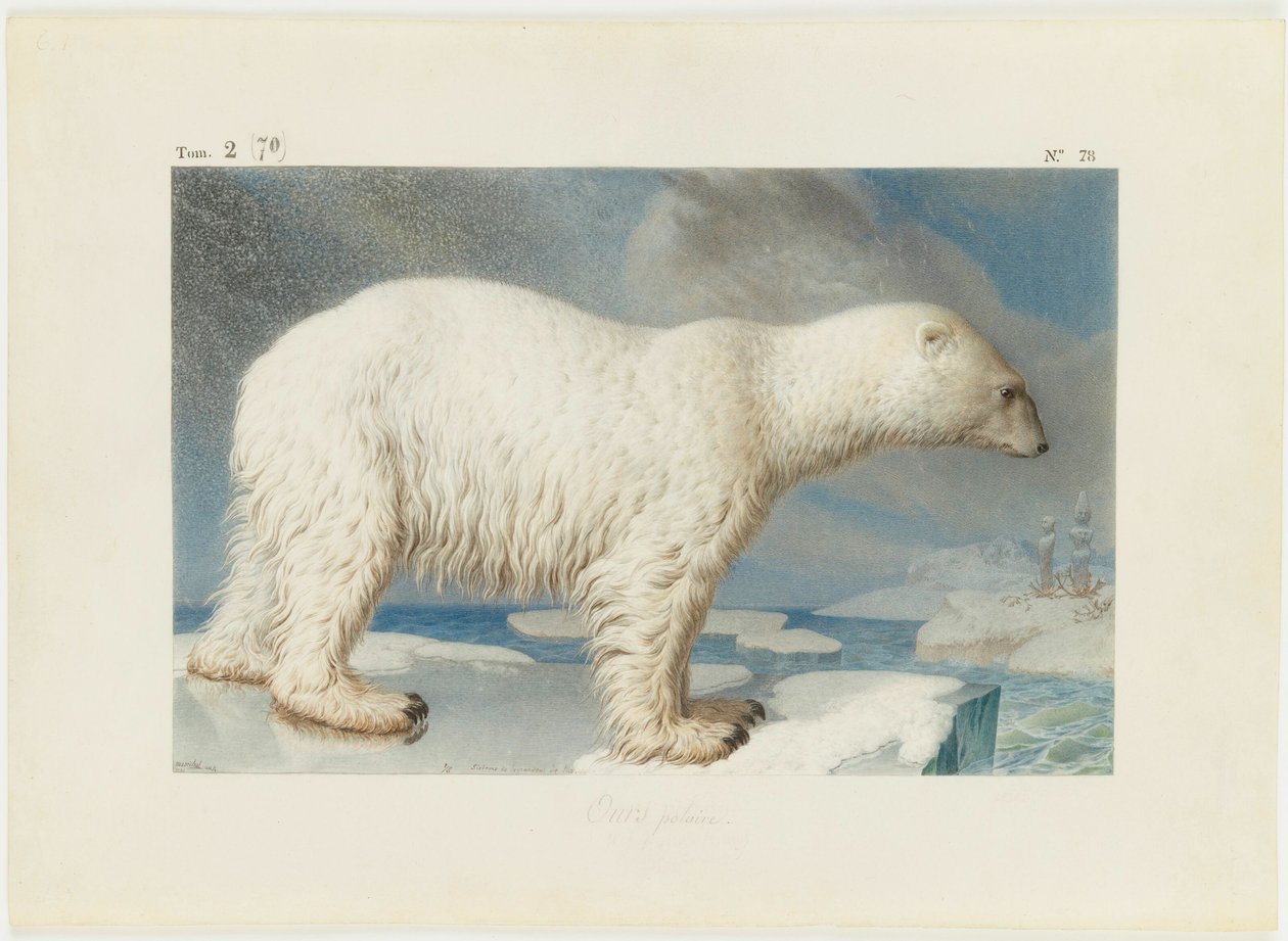 Niedźwiedź polarny, 1796. autorstwa Nicolas Maréchal