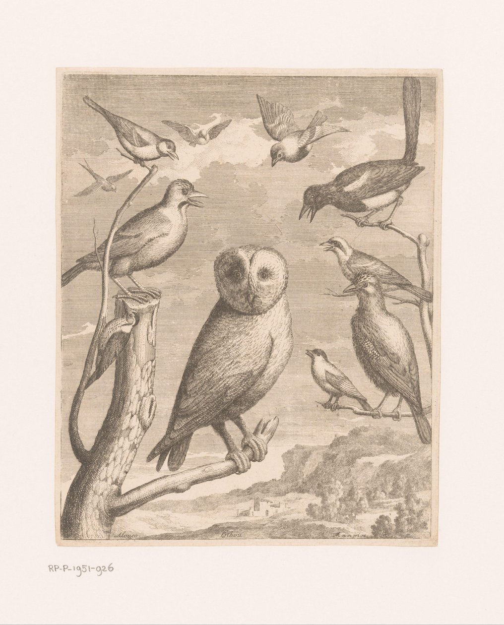 Sowa i inne ptaki Alouco Hibou (tytuł na obiekcie) Ptaki z zoo w Wersalu (tytuł serii) autorstwa Nicolas Robert (possibly)