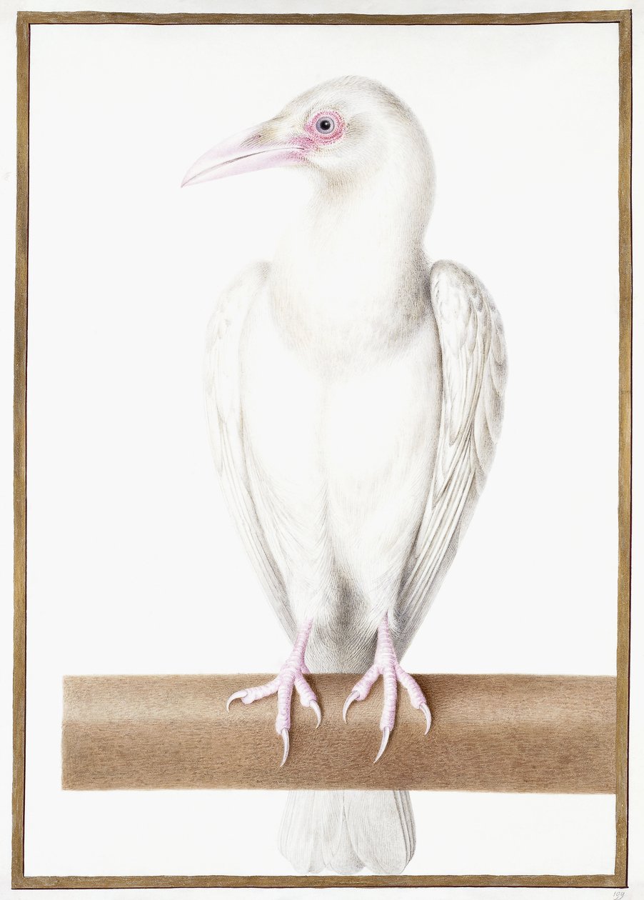 wrona albinosa autorstwa Nicolas Robert